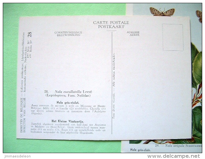 Two Postcards On Insects From Belgian Royal Science Institute - Moths - Insetti