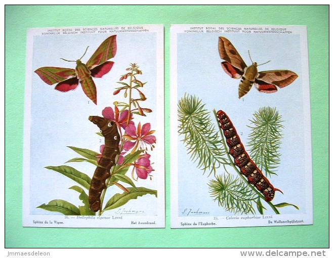 Two Postcards On Insects From Belgian Royal Science Institute - Sphingidae Hawkmoths - Insectos