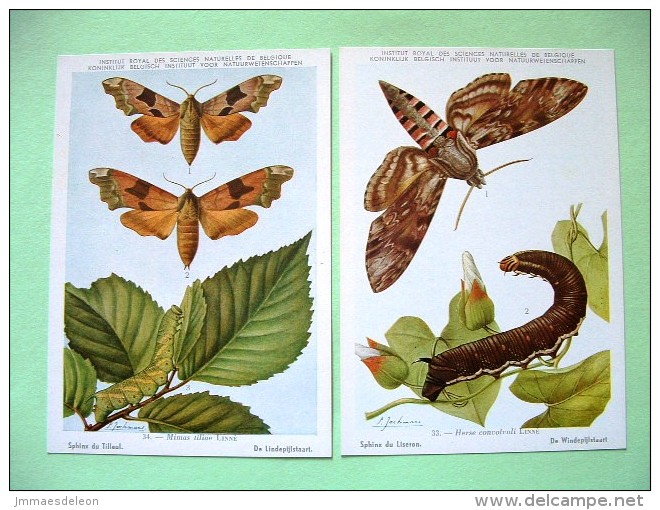 Two Postcards On Insects From Belgian Royal Science Institute - Sphingidae Hawkmoths - Insects