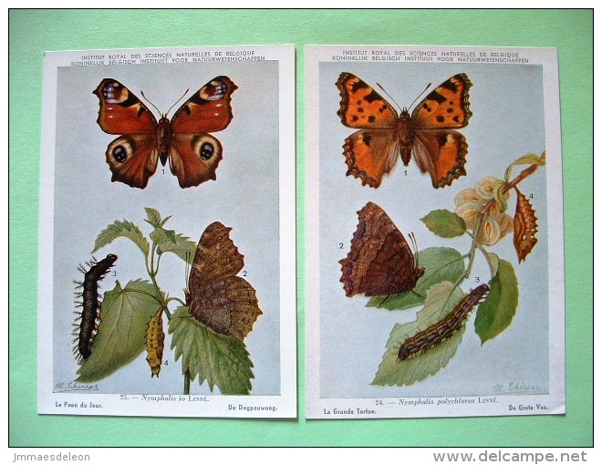 Two Postcards On Insects From Belgian Royal Science Institute - Butterflies - Insectos