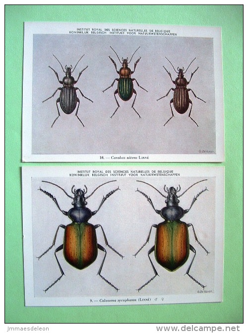 Two Postcards On Insects From Belgian Royal Science Institute - Ground Beetles - Insects