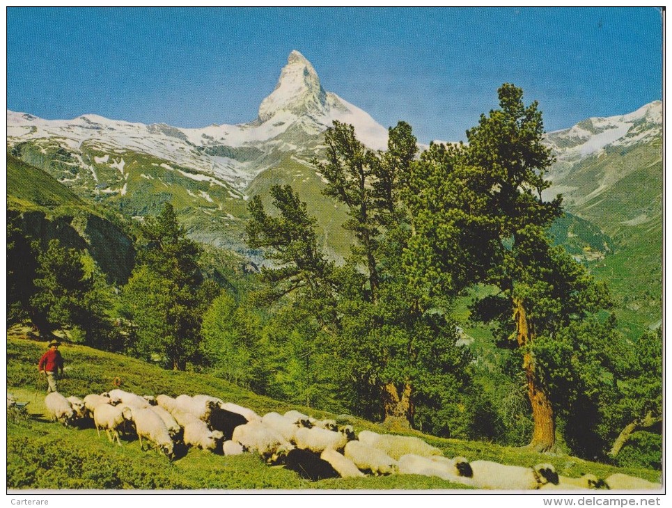 SUISSE,SWITZERLAND,SCHWEI Z,SVIZZERA,HELVETIA,VALAI S,VIEGE,ZERMATT,RIFFELALP MIT MATTERHORN,CERVIN,berger, Mouton,métie - Viège