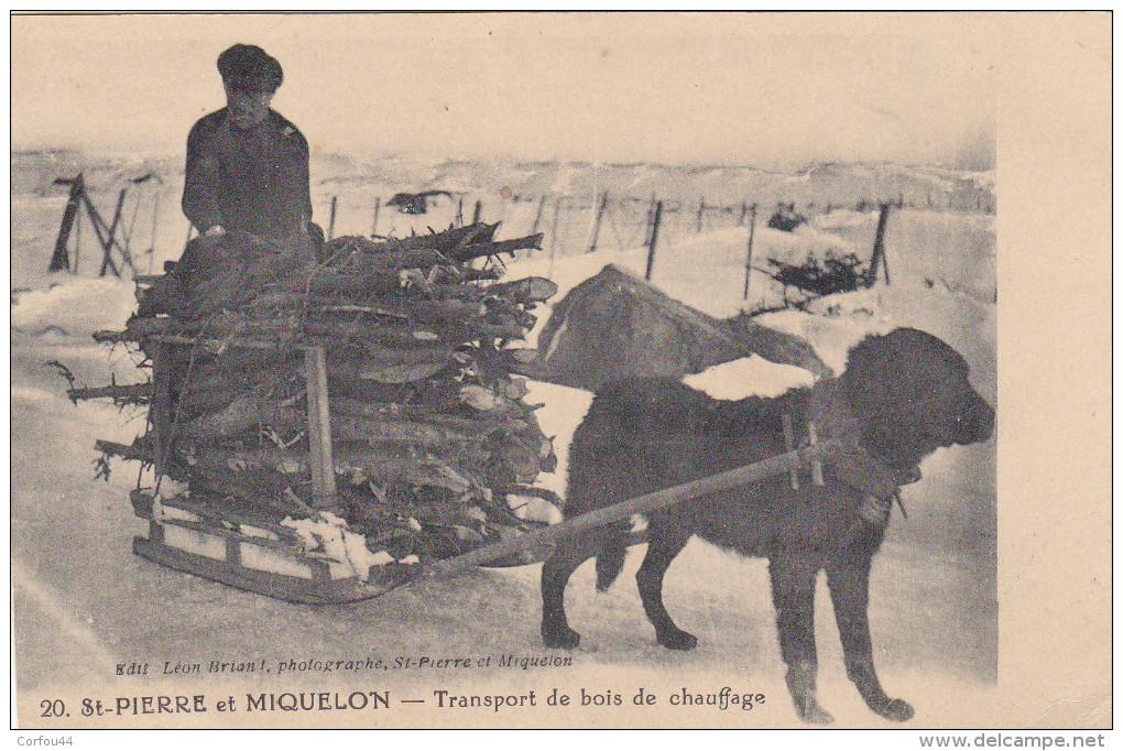 ST PIERRE Et MIQUELON : Le Transport Du Bois De Chauffage - Attelage De Chiens - - Saint-Pierre-et-Miquelon