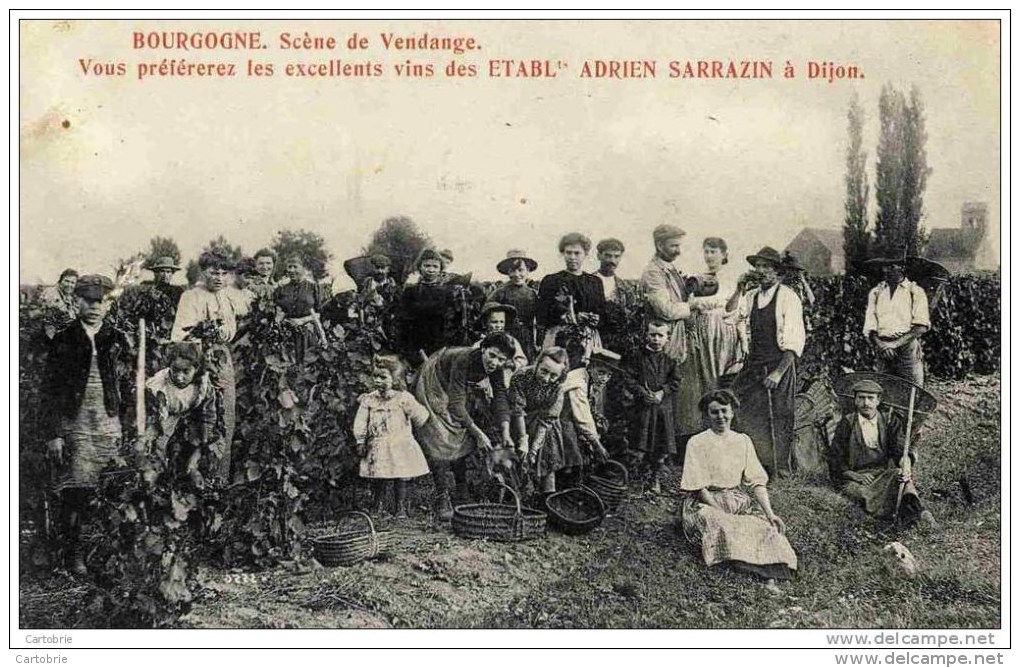 21. BOURGOGNE. Scène De Vendange-Très Animée Thème Vigne.Vins SARRAZIN à Dijon - Autres & Non Classés