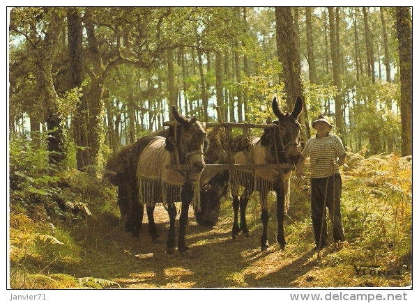 Attelage De Mulets Dans Les Landes - Ezels