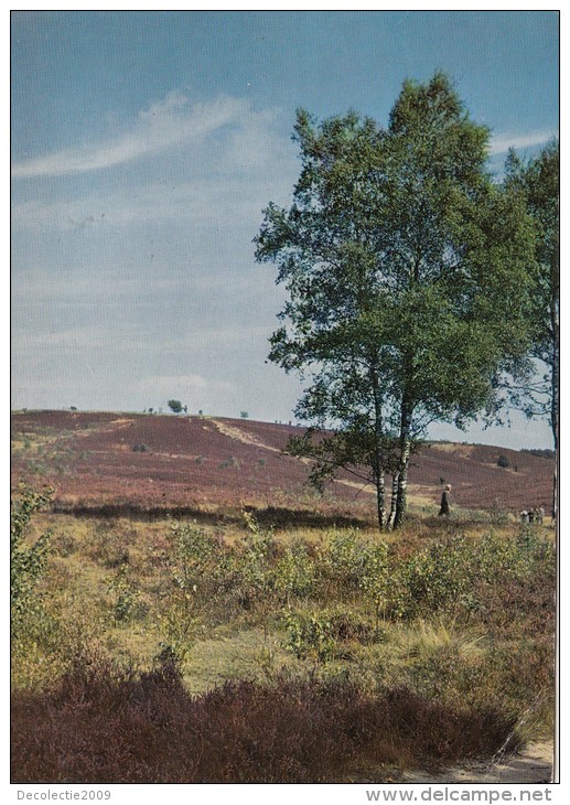 BF23937 Luneburger Heide Naturschutzpark   Germany  Front/back Image - Lüneburger Heide