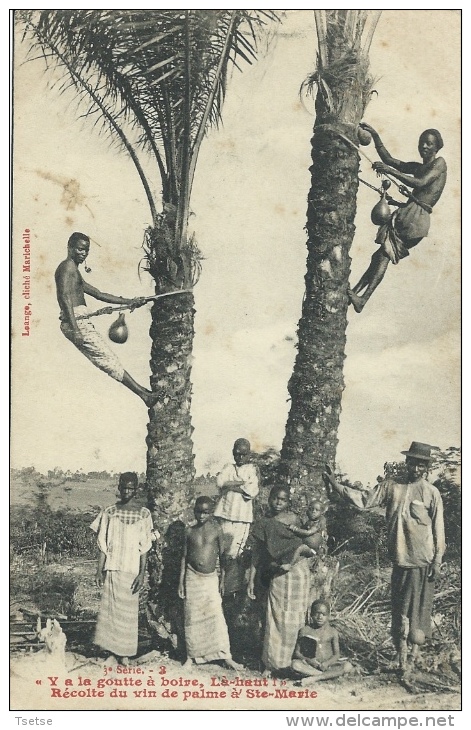 Congo Français - Récolte Du Vin De Palme à Ste-Marie ( Voir Verso ) - Congo Français