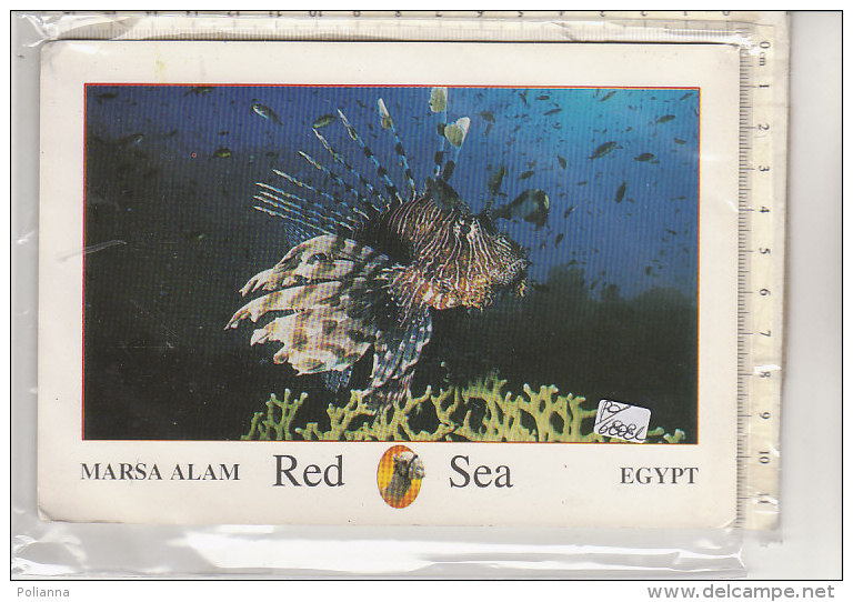 PO6808C# EGITTO - EGYPT - MARSA ALAM - RED SEA - PESCI TROPICALI   VG 2004 - Marsa Matruh