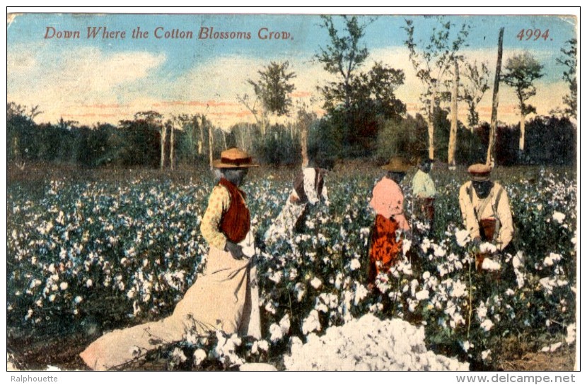 Down Where The Cotton Blossoms Grow - Autres & Non Classés