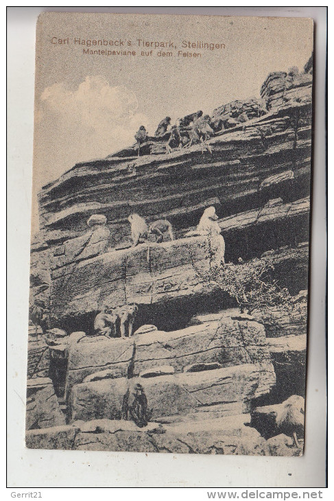 2000 HAMBURG - STELLINGEN, Hagenbeck´s Tierpark, Zoo, Mantelpaviane Auf Dem Felsen - Stellingen