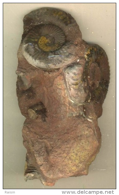 Ammonites Grammoceras Toarcien Jumelées Groupées Belmont France S/gangue Et Fragment De Rostre De Bélemnite 125 X 70 Mm - Fossiles