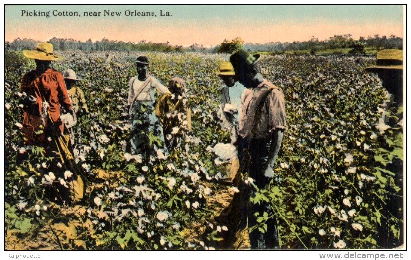 Picking Cotton Near New Orleans - New Orleans