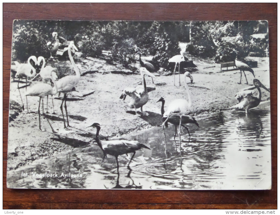 Int. Vogelpark Avifauna Strand Met Flamingo's Alphen A/d Rijn - 1954 ( Zie Foto Voor Details ) !! - Alphen A/d Rijn