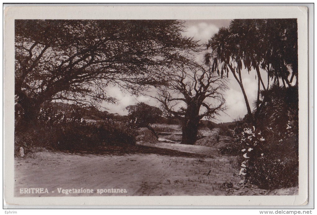 Erythrée Eritrea Arbre Vegetazione Spontanea - Erythrée