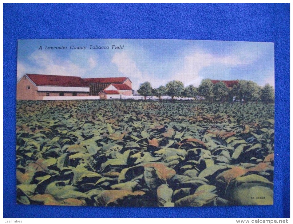 A Lancaster County Tobacco Field - Lancaster