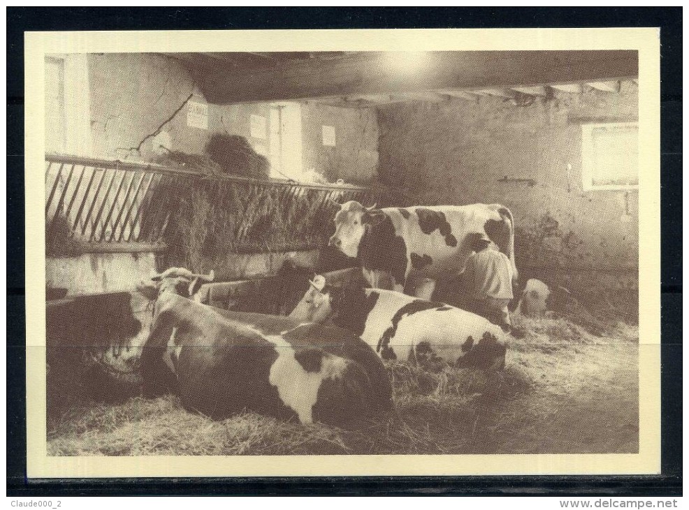 St FARGEAU .  Ferme Du Chateau ,  Vaches A L'écurie . Voir Recto Verso    (S742) - Paysans