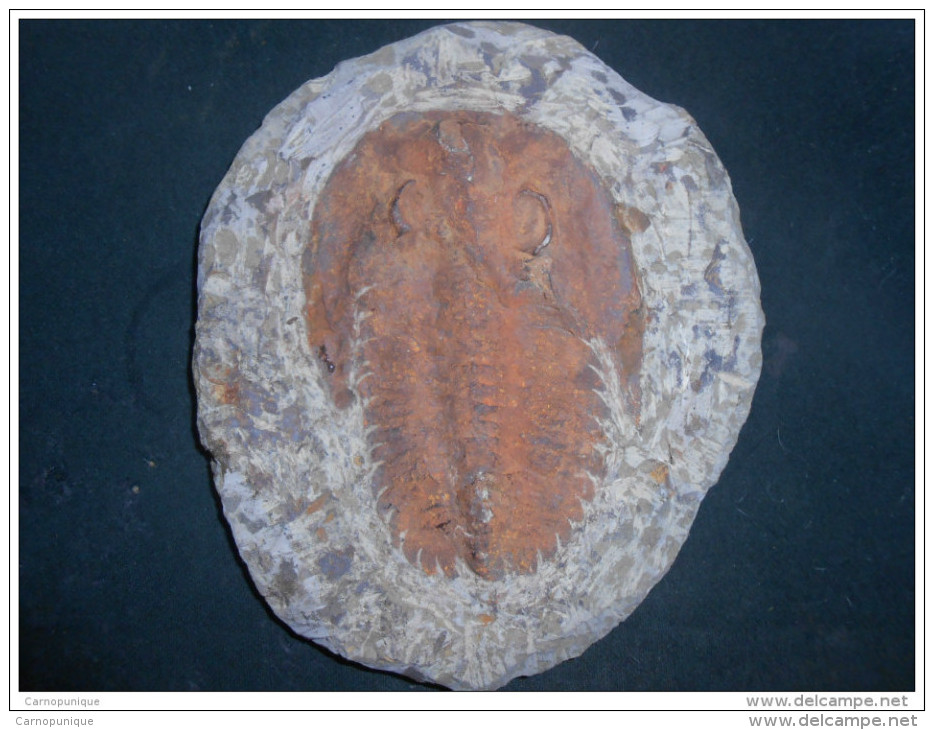 Trilobite Fossile - Fossilien