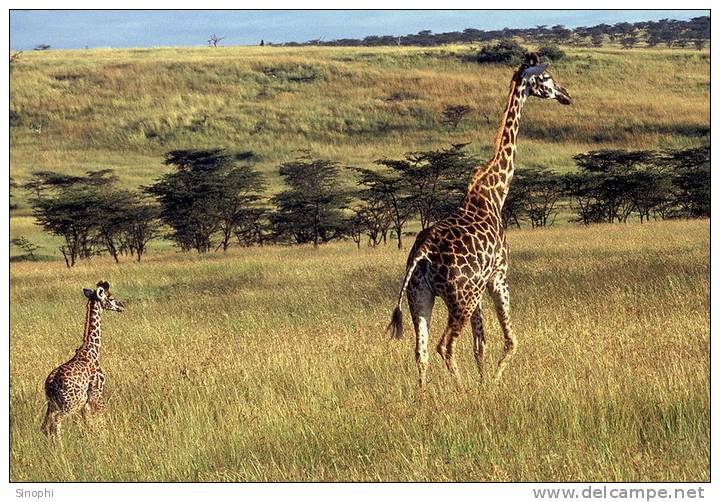 SA31-055  @    Giraffe  , Postal Stationery -Articles Postaux -- Postsache F - Giraffes