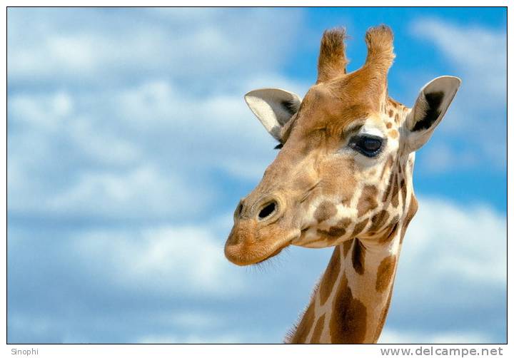 SA31-070  @    Giraffe  , Postal Stationery -Articles Postaux -- Postsache F - Giraffes