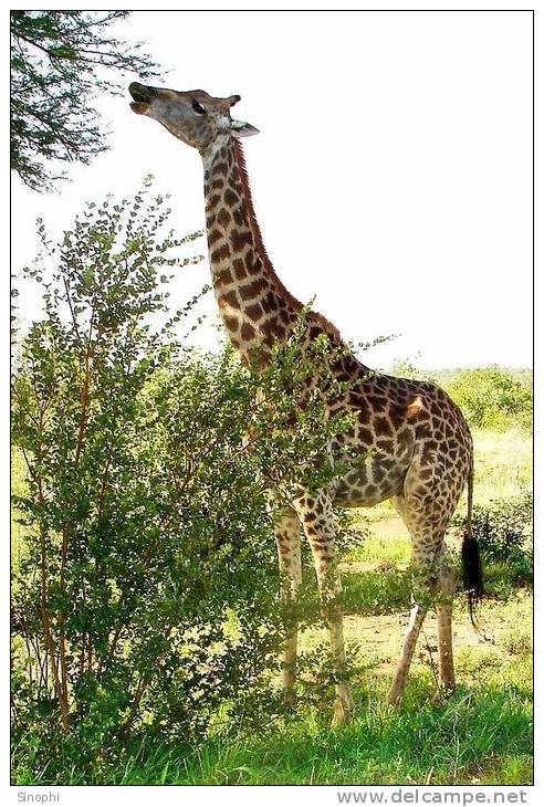 SA31-091  @    Giraffe  , Postal Stationery -Articles Postaux -- Postsache F - Giraffes