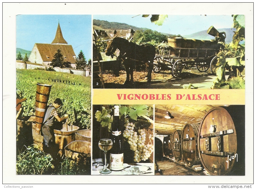 Cp, Agriculture, En Alsace, Sur La Route Des Vins - Vines