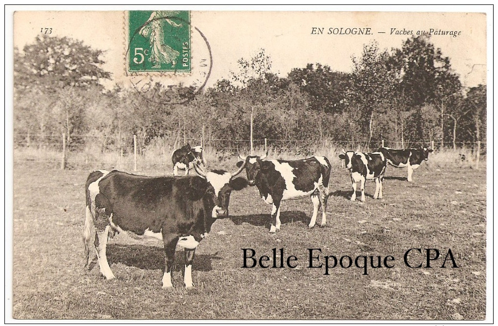 En SOLOGNE - Vaches Au Pâturage ++++ ND Phot., #173 +++++ ANIMÉE / Vers Cernay, 1907 - Centre-Val De Loire