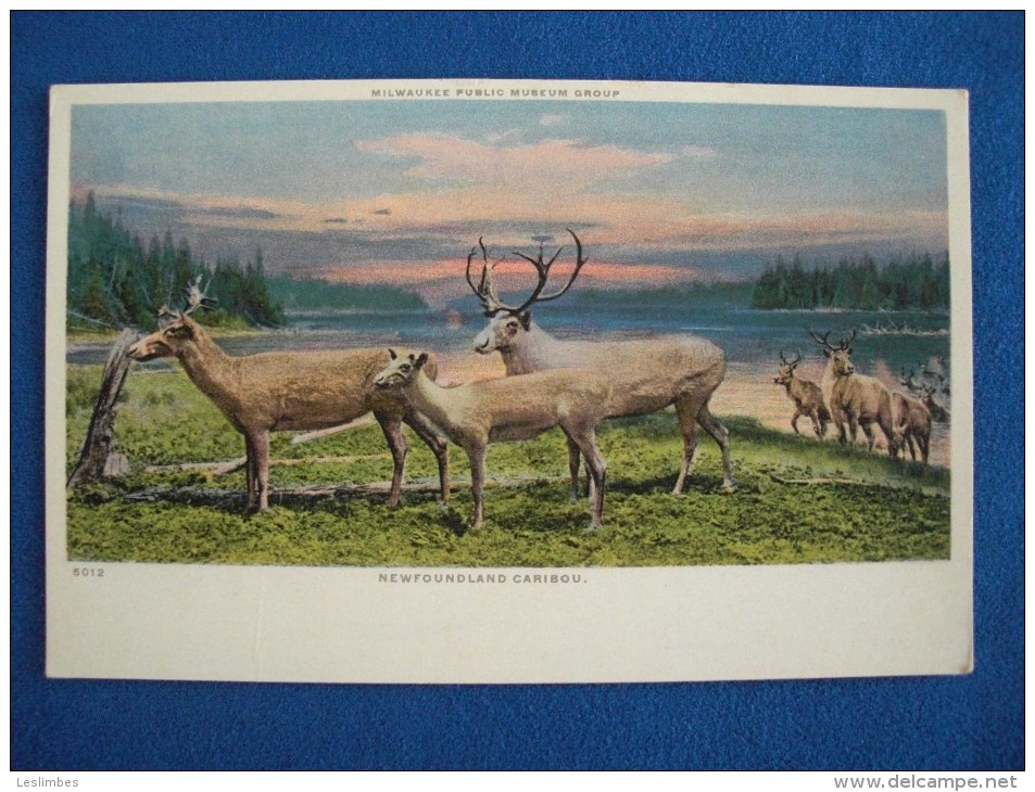 Newfoundland Caribou - Other & Unclassified