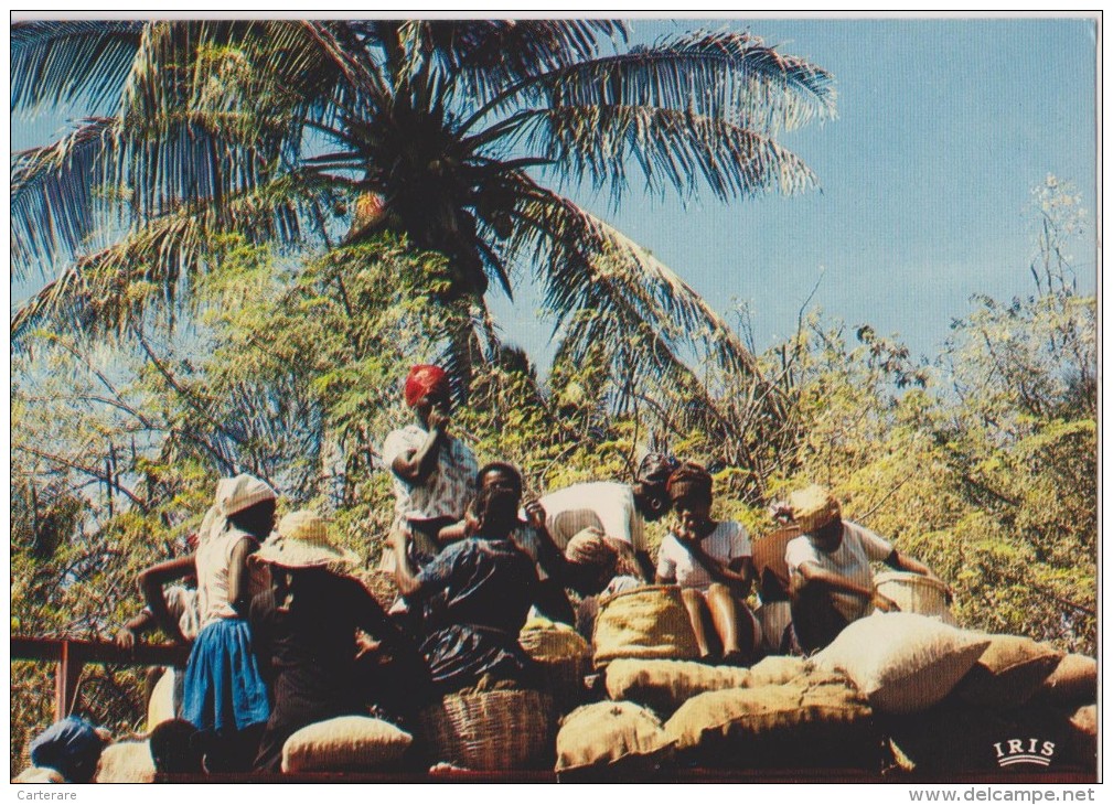 AMERIQUE,ANTILLES,HAITI,i Le  Hispaniola,,ile Découvert Par Christophe Colombe,marché,market,pro Ducteur,paysan,vendeur - Haití