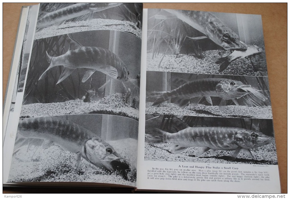 1958 The Book Of Fishes NATIONAL GEOGRAPHIC Illustrations Le Livre Des Poissons - Boeken Over Verzamelen