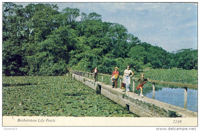 BOSHERSTON LILY POOLS - 2 Scans - Pembrokeshire