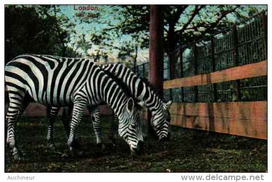 Zèbres - Zoo London - Zebras