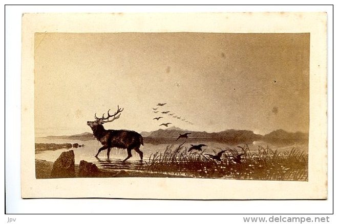 PHOTOGRAPHIE . CERF DANS UN LAC - Altri & Non Classificati