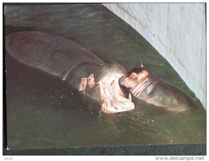 Hippo  / Hippopotame / Polish Postcard - Hippopotamuses