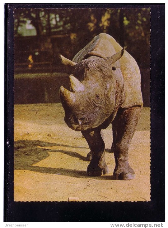 AK Motiv Tiere:    -   NASHORN  -    Karte Nicht Gel. - Rhinoceros