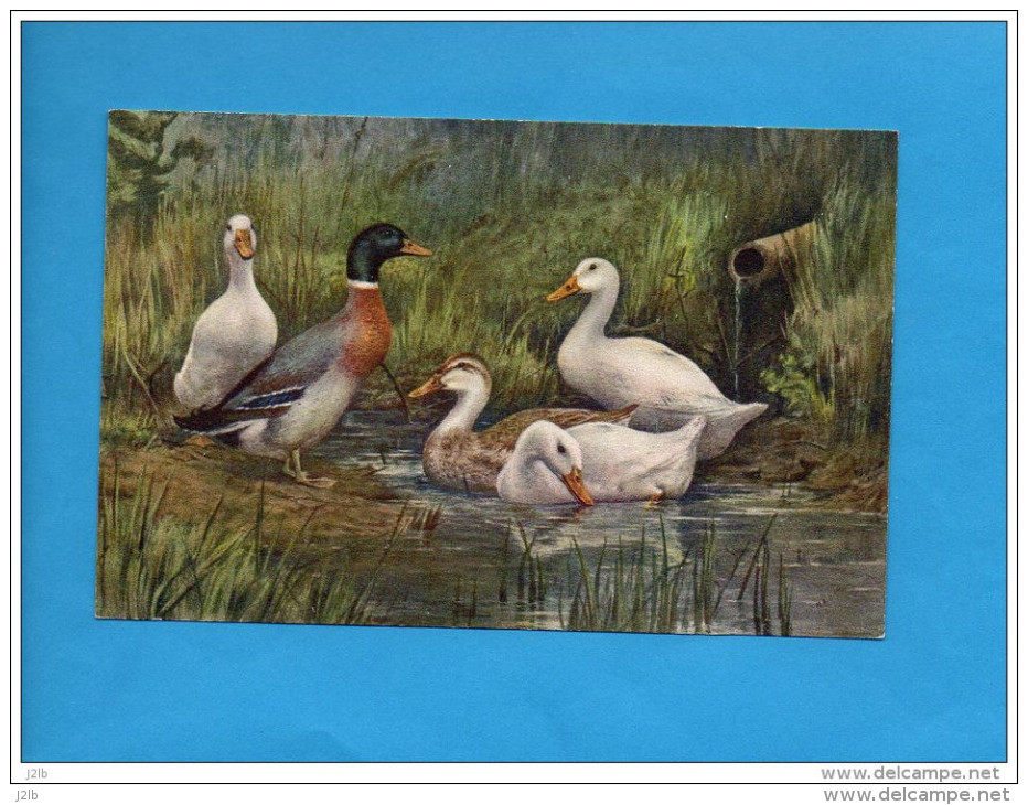 9909 - Canard Cane - Jolie Carte Postale Format CPA - Vögel