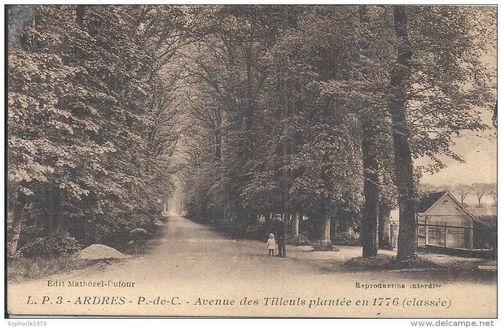 NORD PAS DE CALAIS - 62 - PAS DE CALAIS - SELECTION -ARDRES - Avenue Des Tilleuls Plantés En 1766 - Ardres