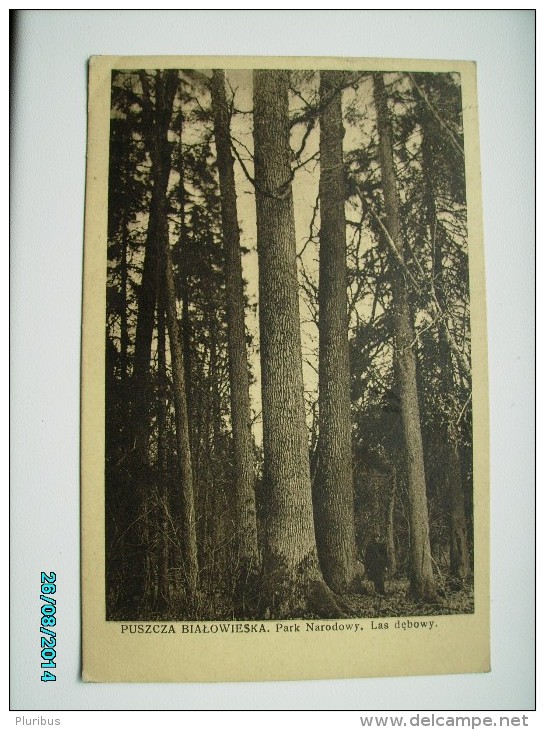 POLAND BELARUS PUSZCZA BIALOWIESKA , OLD POSTCARD , 0 - Bielorussia