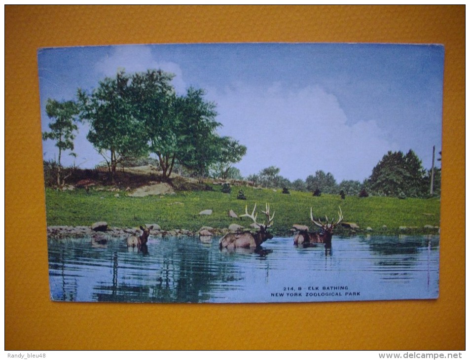 Cpa  NEW YORK - Zoological Park -  Elk Bathing -  USA - Parchi & Giardini