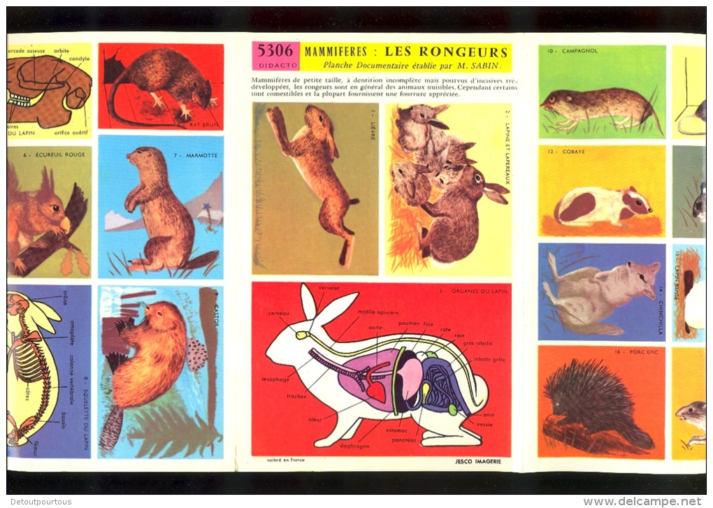 Fiche Illustrée Didacto JESCO Imagerie : LES RONGEURS Lapin - Animales