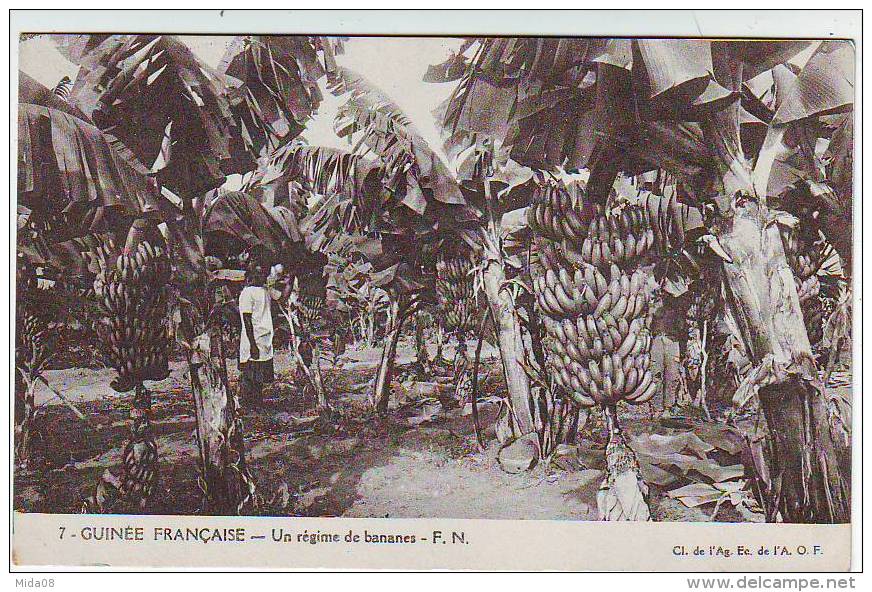 GUINEE FRANCAISE . UN REGIME DE BANANES . Fernand NATHAN . F.N. - Guinea Equatoriale