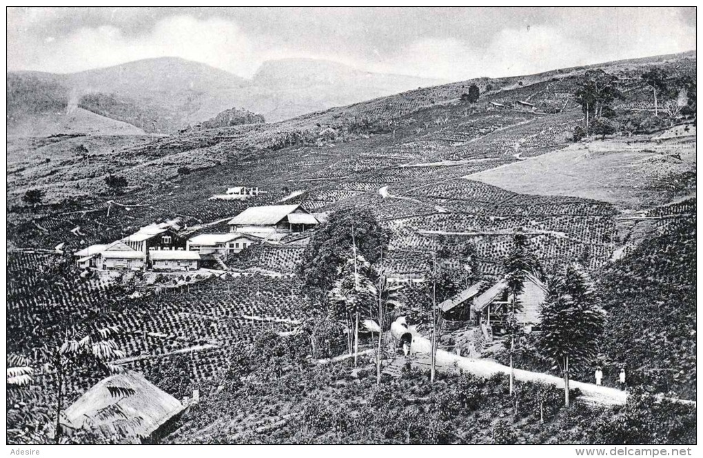 CEYLON - Tea Estate - Sri Lanka (Ceylon)