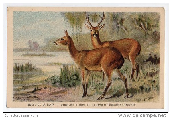 Deer La Plata Natural History Museum Tarjeta Postal Argentina  Ca1900 Postcard  W4-318 - Otros & Sin Clasificación