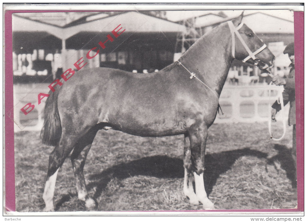 ELEVAGE ARGENTIN CRIOLLA - Caballos