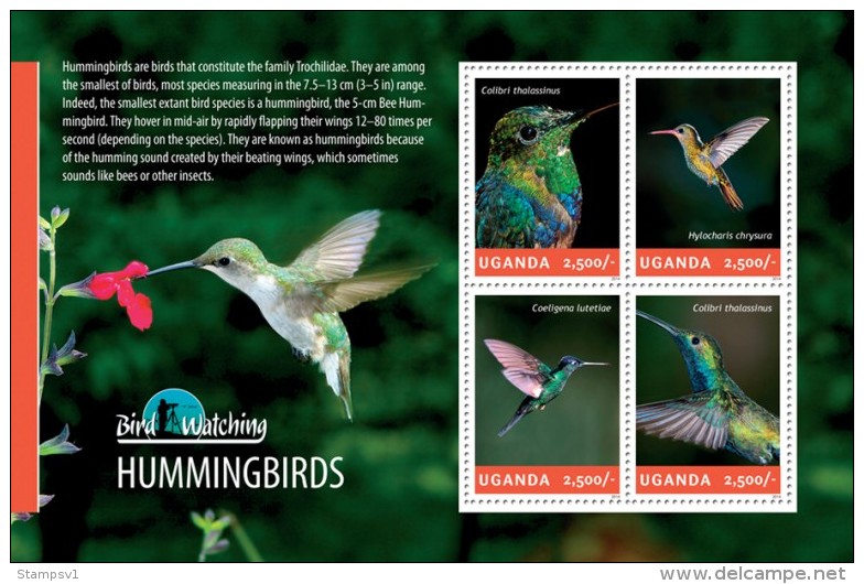 Uganda. 2014 Hummingbirds. (307a) - Kolibries