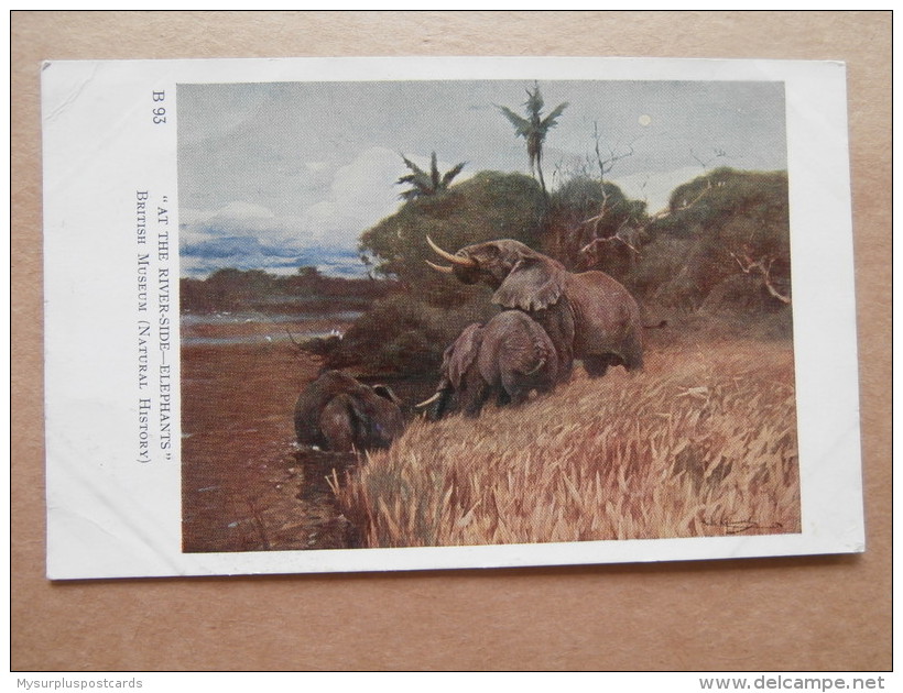 36876 PC: PAINTING: "AT THE RIVER-SIDE--ELEPHANTS" By Wilhelm Kuhnert In 1911. British Museum. - Malerei & Gemälde