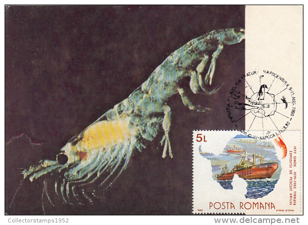 82-EUPHASIA SPLENDENS, ANTARCTIC FAUNA, PENGUINS, SHIP, CARTES MAXIMUM, CM, MAXICARD, 1990, ROMANIA - Faune Antarctique