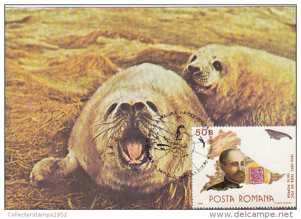 84-HARBOUR SEAL, ANTARCTIC FAUNA, CARTES MAXIMUM, CM, MAXICARD, 1990, ROMANIA - Antarktischen Tierwelt