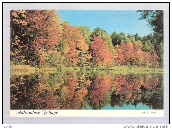 Adirondack Foliage - American Roadside