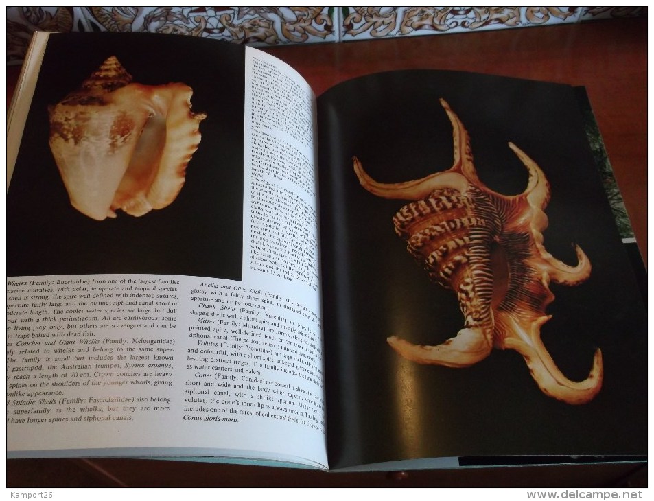 All Color Book Of SEASHELLS 1974 J. M. Clayton Les COQUILLAGES Illustré - Photographie