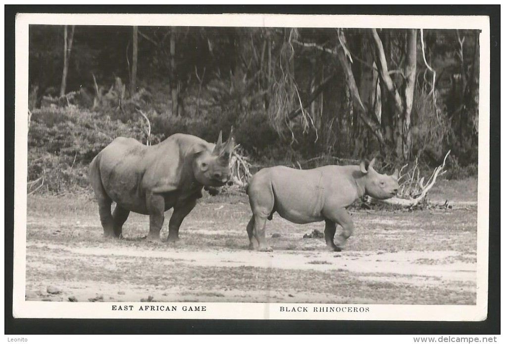 BLACK RHINOCEROS East African Game Uganda Kenya Tanganyika - Rhinoceros